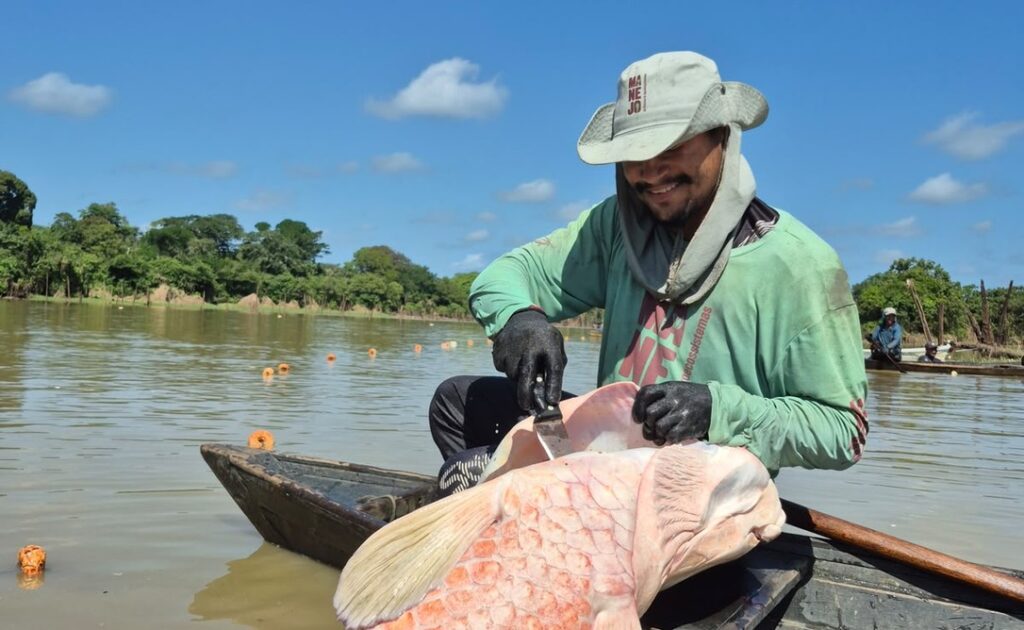 Pirarucu de manejo sustentável consolida presença na alimentação escolar pública do Amazonas