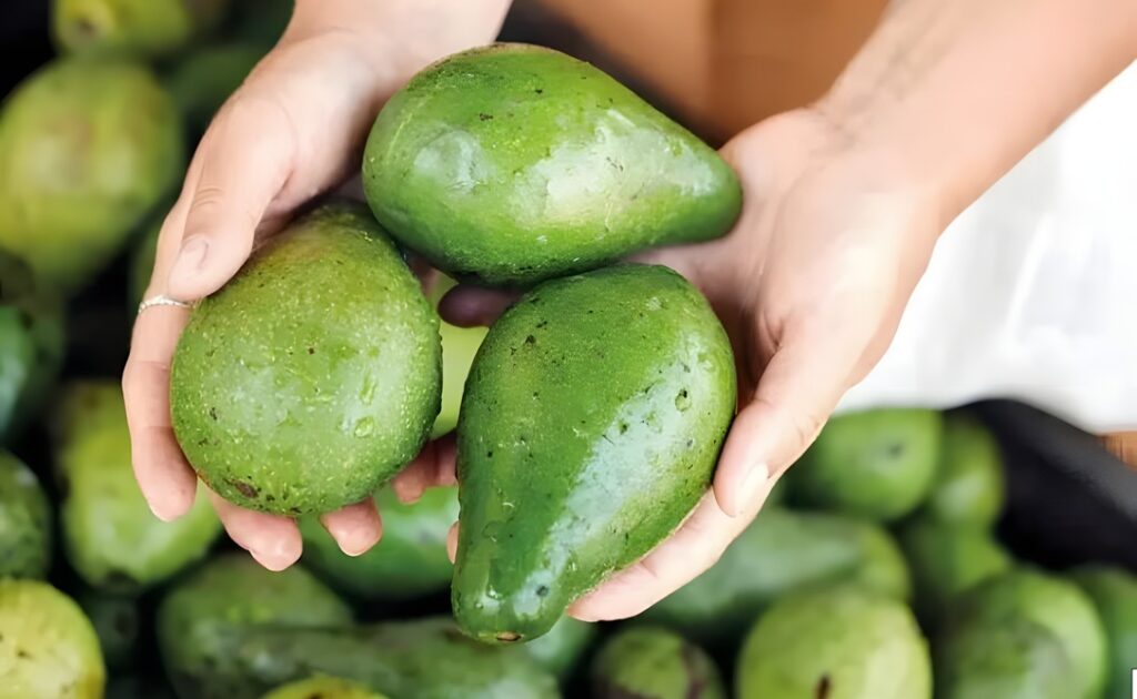 Ibiapina leva o sabor da Serra para a merenda escolar incorporando açaí e promovendo o abacate