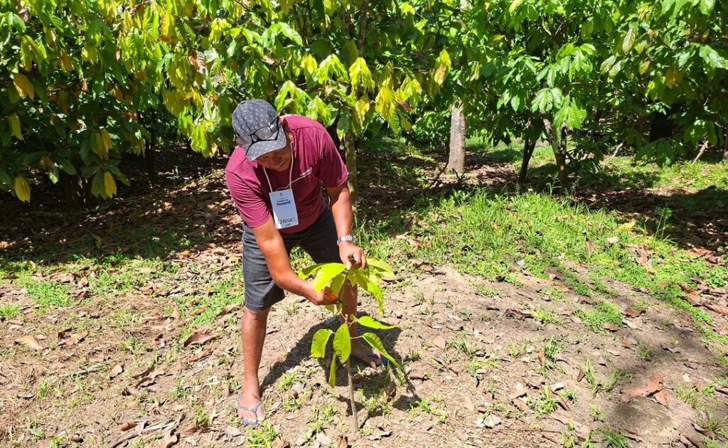 Cultivo de cacau une geração de renda e diversidade da floresta no Rio Madeira